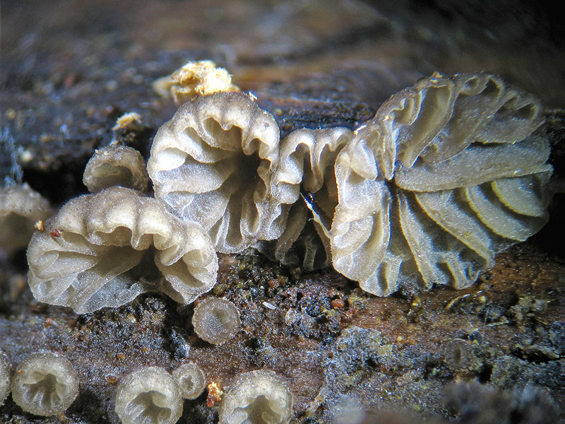 Schiera di funghetti
